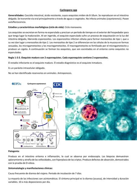 Cyclospora spp