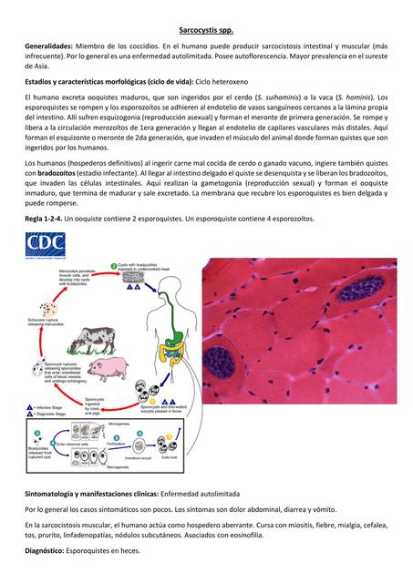 Sarcocystis spp