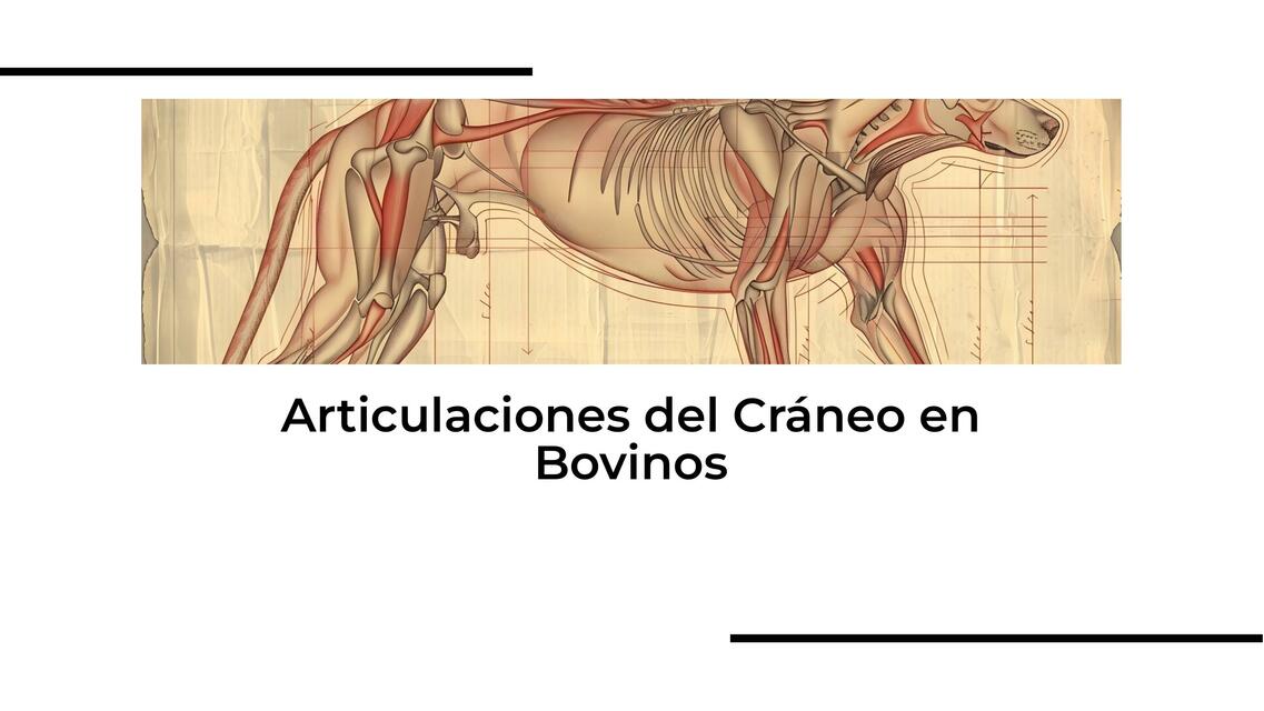 Articulaciones del cráneo en Bovinos