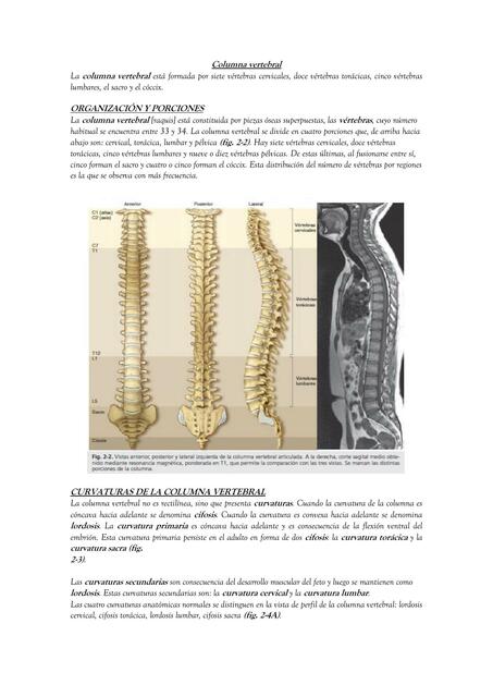 Osteología de la columna Verttebral