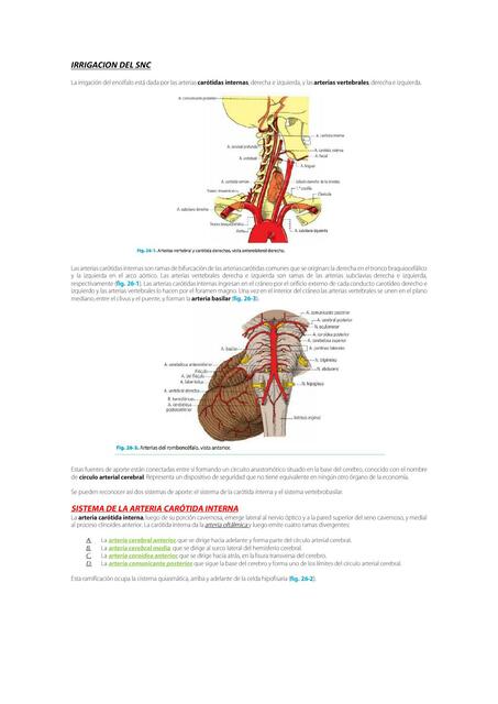 IRRIGACION DEL Sistema Nervioso Central