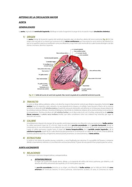 ARTERIAS DE LA CIRCULACION MAYOR AORTA