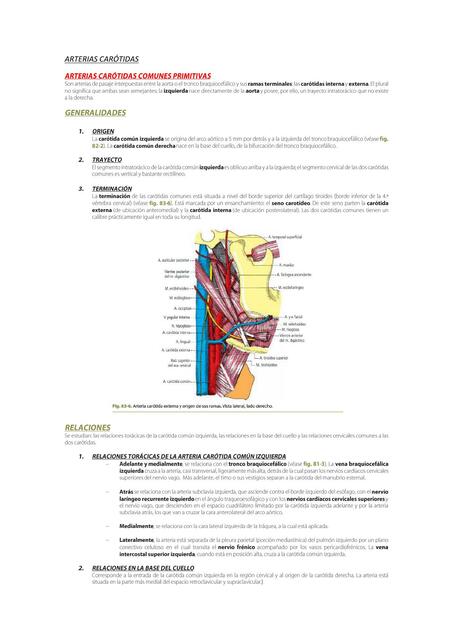 ARTERIAS CARÓTIDAS