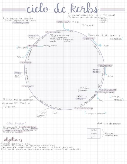 ciclo de Kerbs