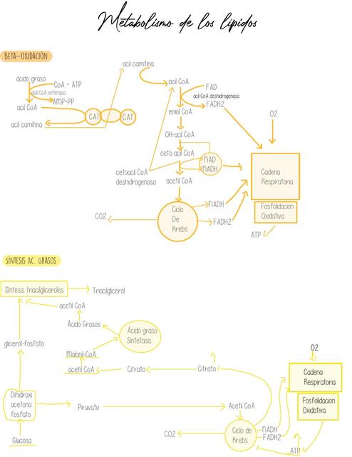 Metabolismo lípidos