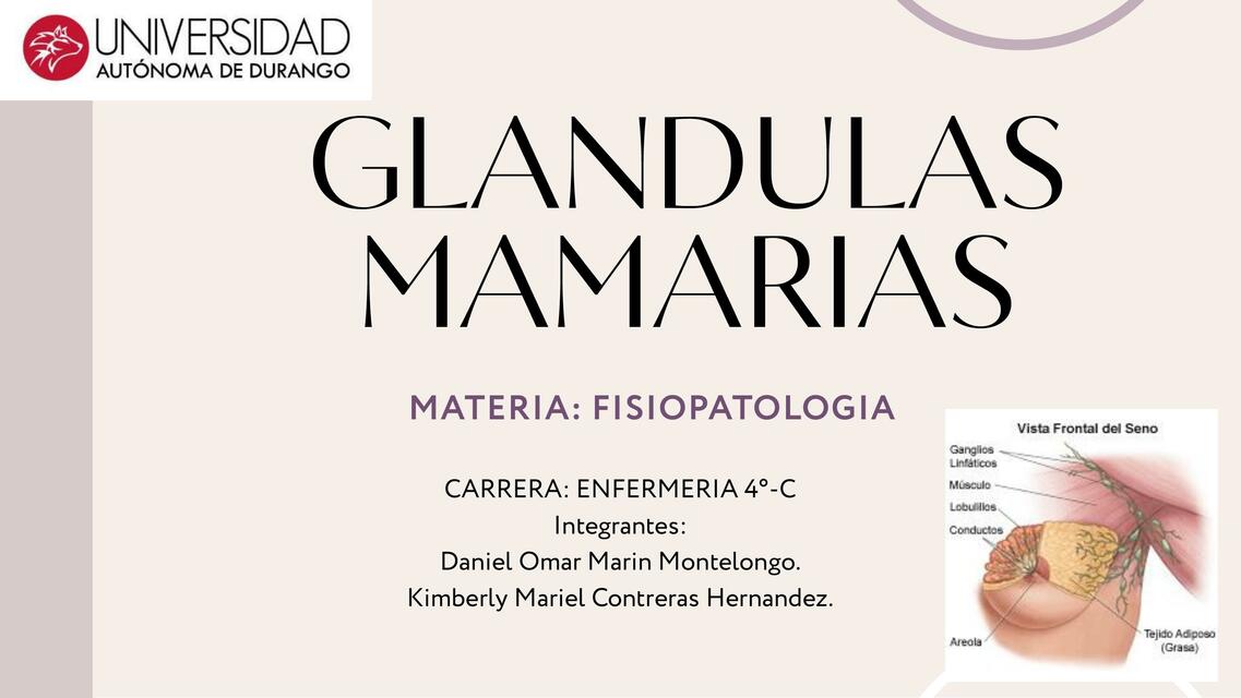 Glandulas mamarias