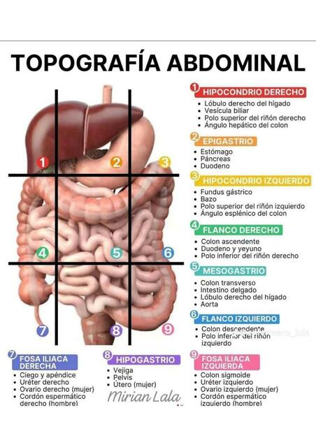 Topografía abdominales