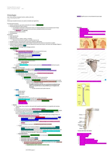 Osteología miembro superior