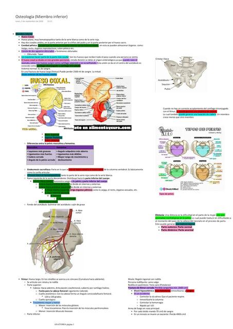 Osteología del miembro Inferior