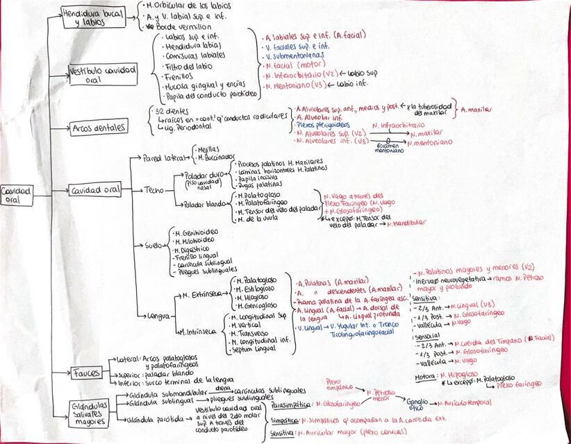 Resumen Cavidad Oral