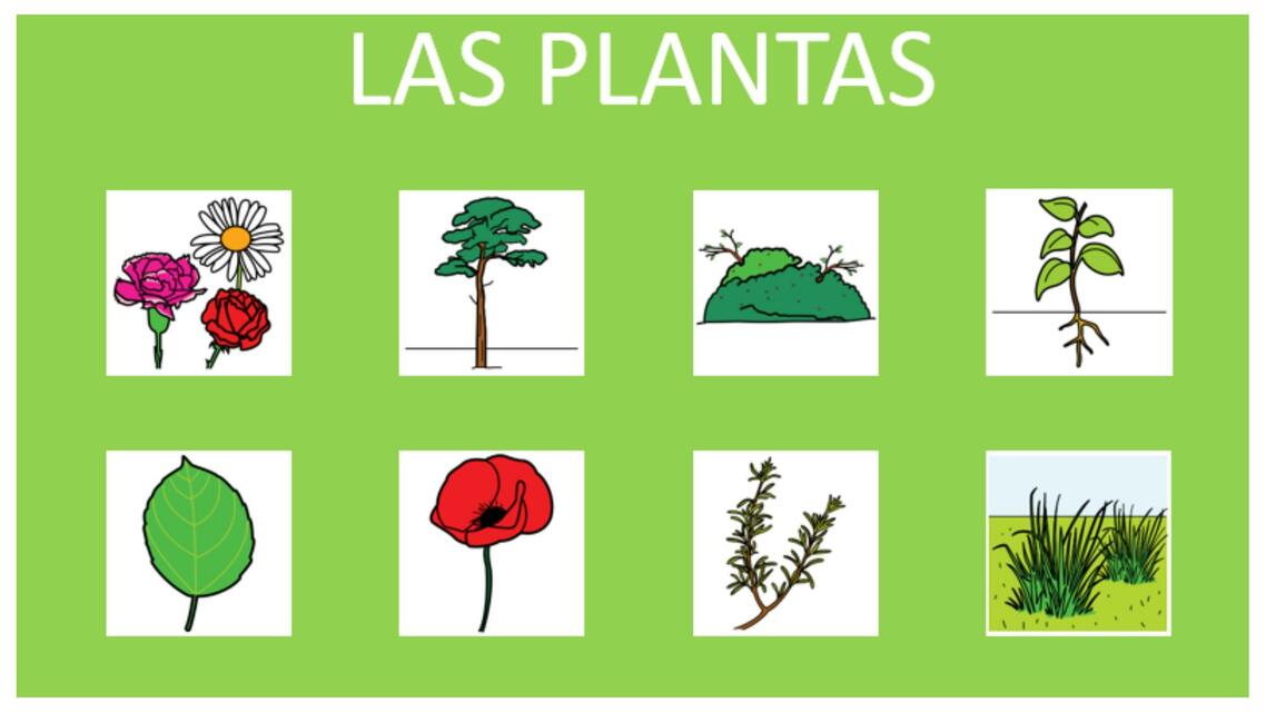 LA PLANTA Y SUS PARTES