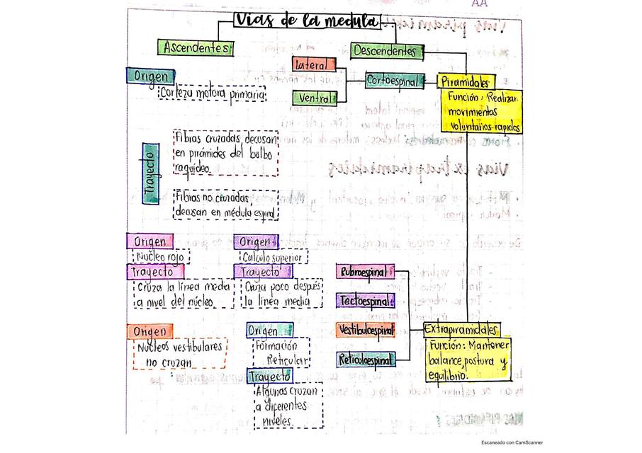 Vías de la Médula