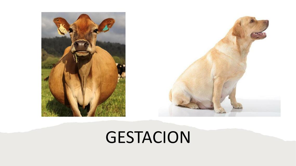 CLASE 4 Gestación