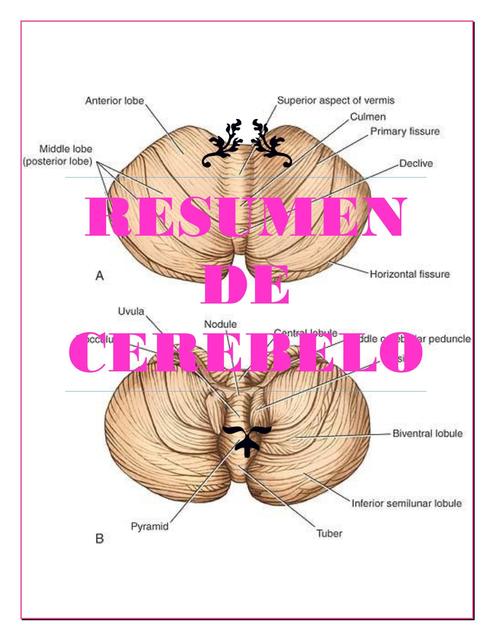 RESUMEN DE CEREBELO