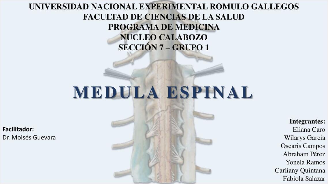 medula espinal