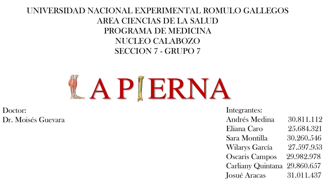 SEMINARIO ANATOMIA PIERNA