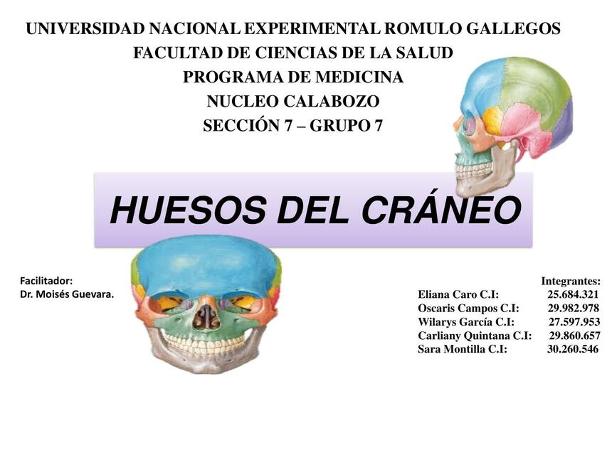 Anatomía Huesos del Cráneo