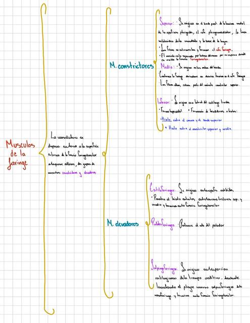 Músculos de la faringe