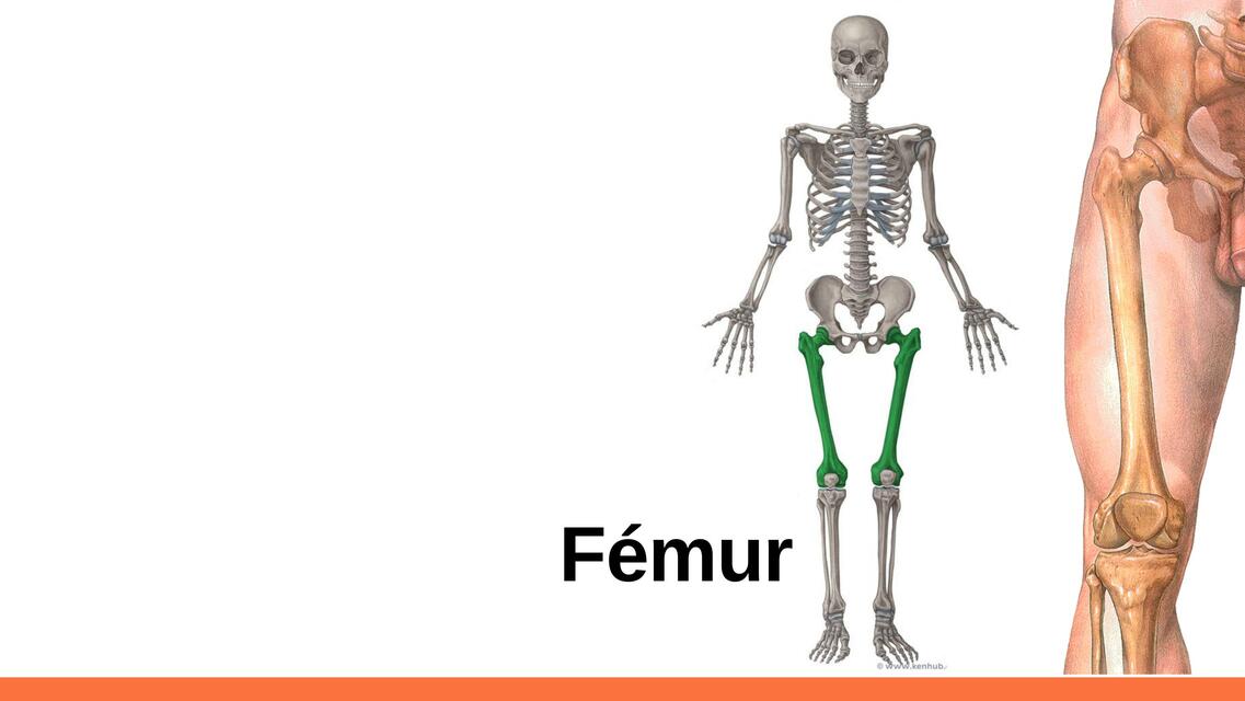 Fémur