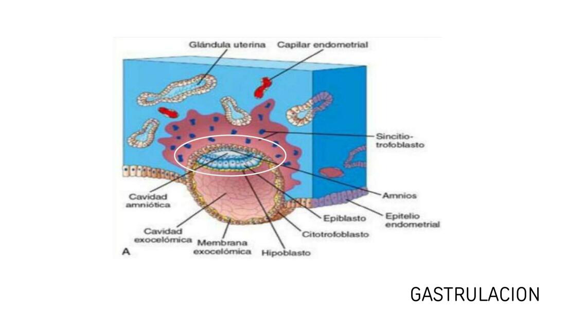 GASTRULACION