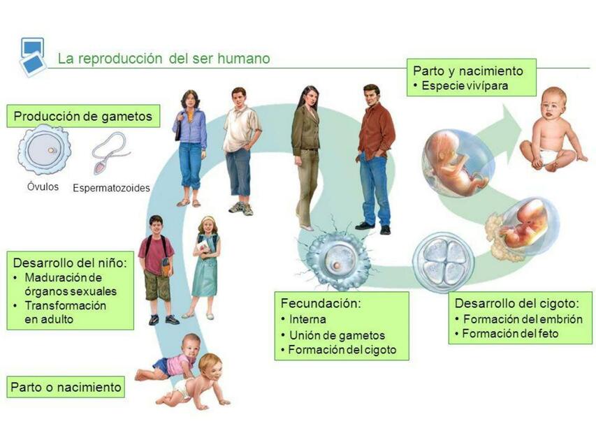 La repruduccion del ser humano