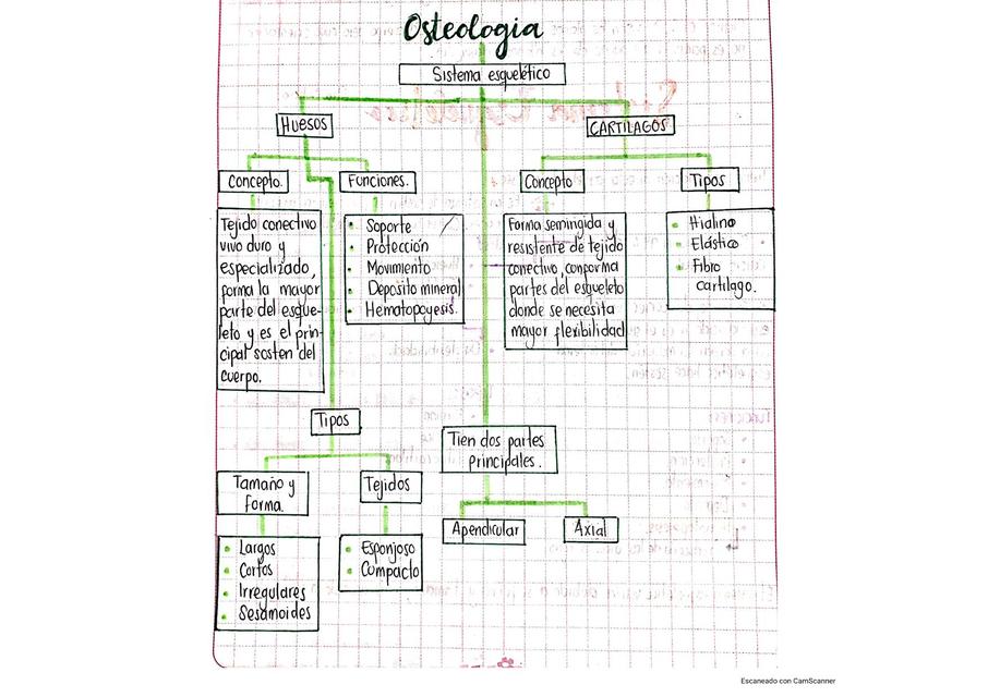 Osteología