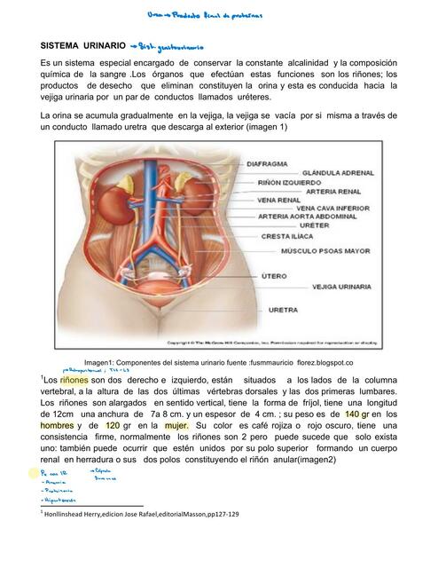 Sistema Urinario