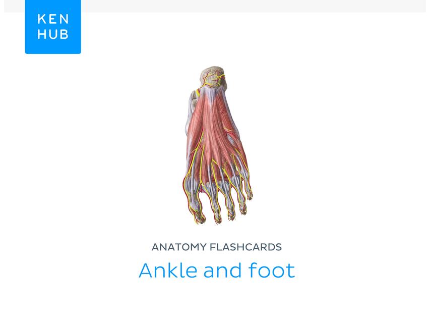 Ankle and Foot