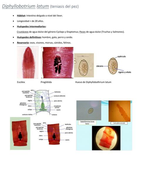 PARASITOLOGÍA LABORATORIO APUNTES