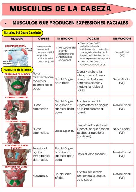 Musculos de la Cabeza