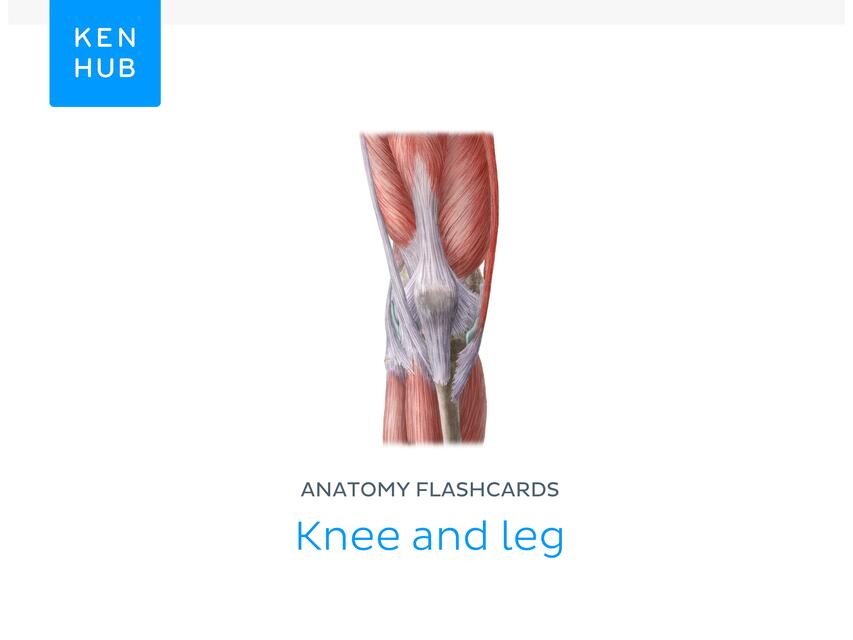 Anatomy flashcards 