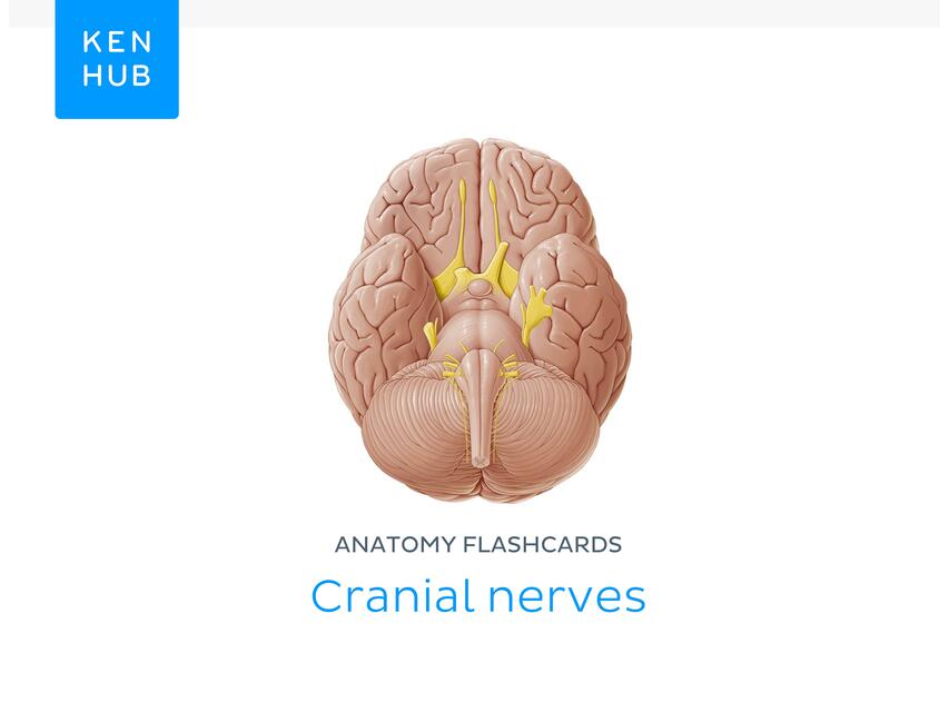 Anatomy flashcards 