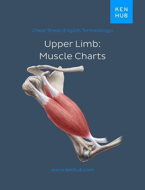 Upper Extremity