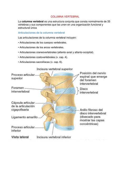 COLUMNA VERTEBRAL