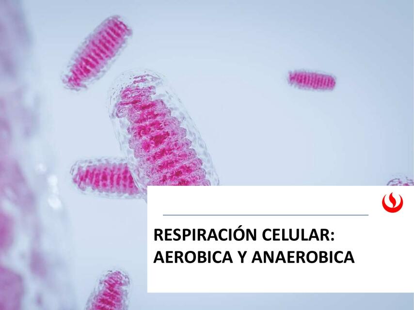 IG01 S10presencial presentacion Respiracion celula