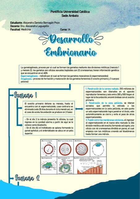 Desarrollo Embrionario