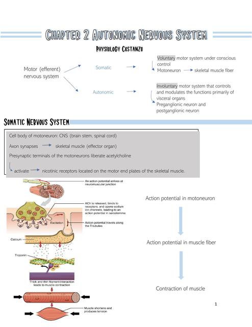 Autonomic Nervous System Costanzo