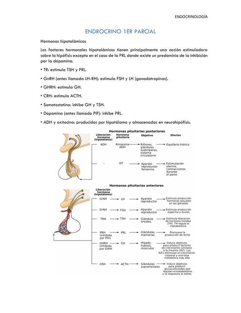 GALACTORREA HORMONA DEL CRECIMIENTO ACTH