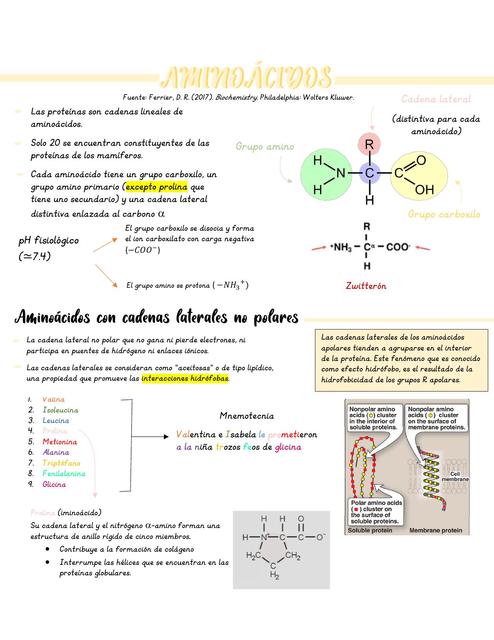 Resumen de Aminoácidos-Bioquímica Ferrier