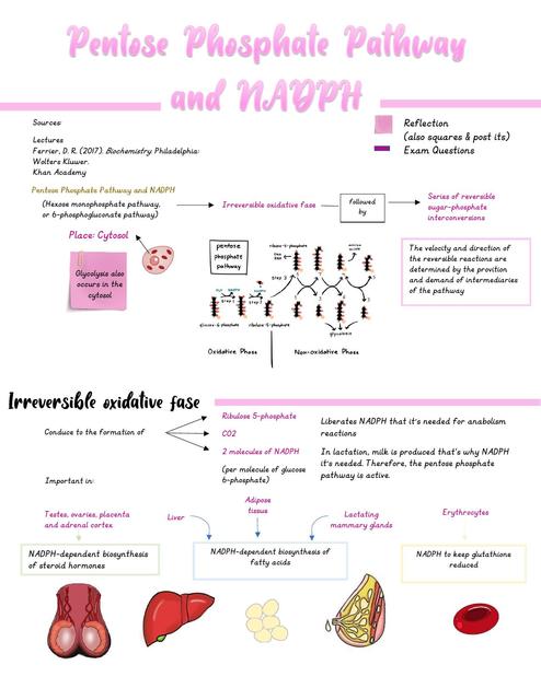 Pentose Phosphate pathway- Biochemistry Ferrier 