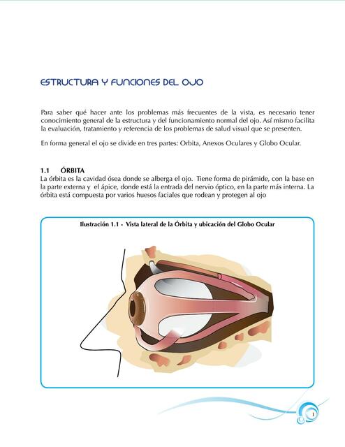 Anatomia Ocular basico