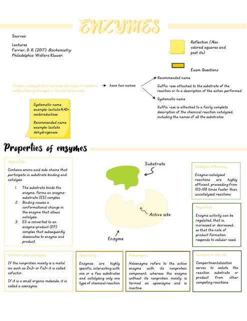 Enzymes- Biochemistry Ferrier