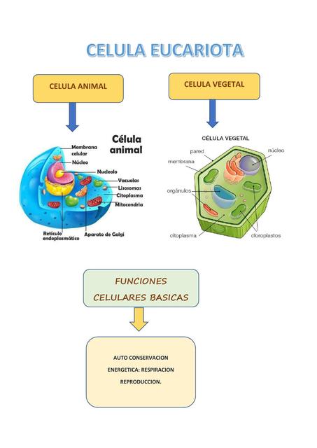 CELULA EUCARIOTA