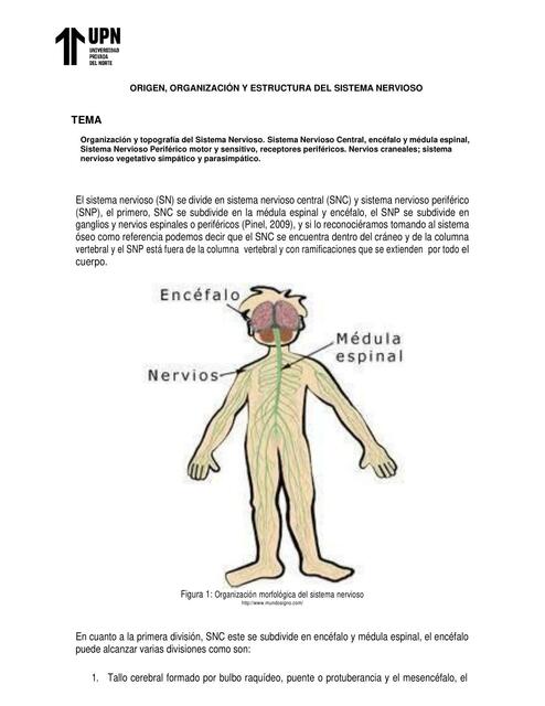 Organización del sistema nervioso