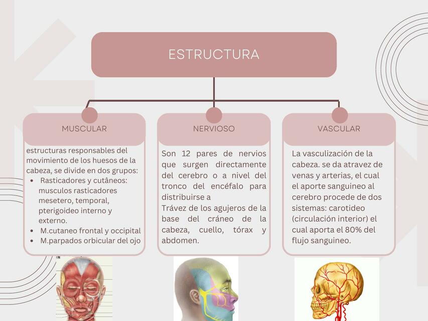 ESTRUCTURA