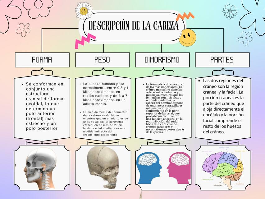 Descripción de la cabeza