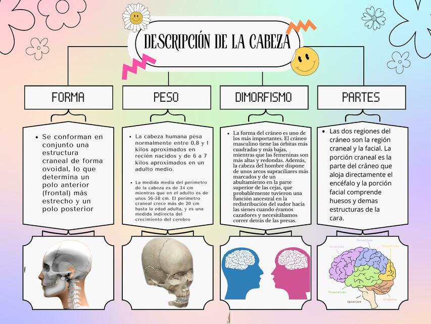 Descripción de la cabeza