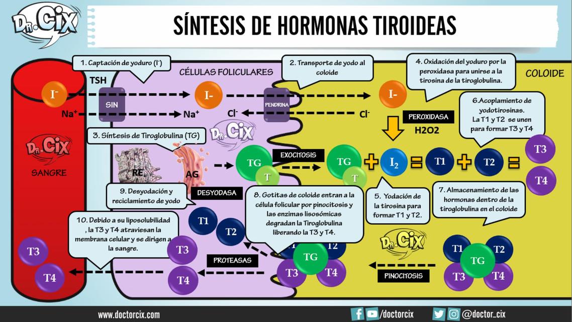 Síntesis de hormonas tiroideas