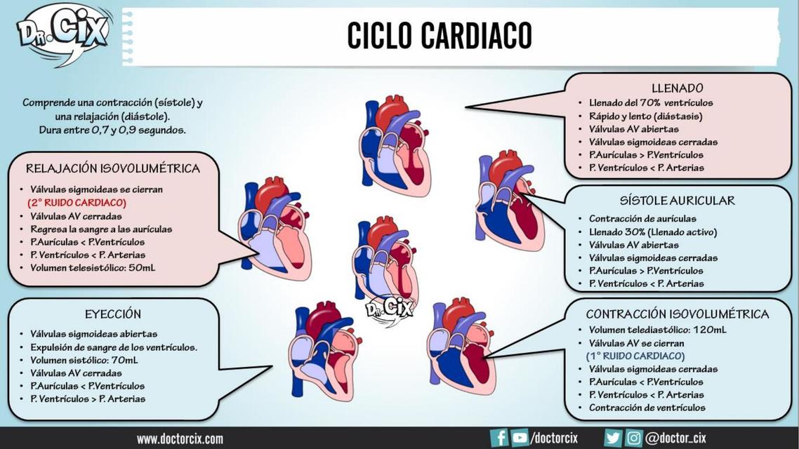 Ciclo cardiaco