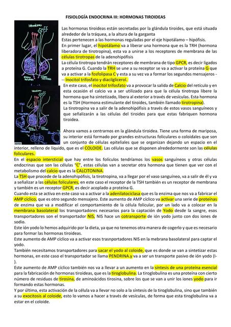 FISIOLOGÍA ENDOCRINA III